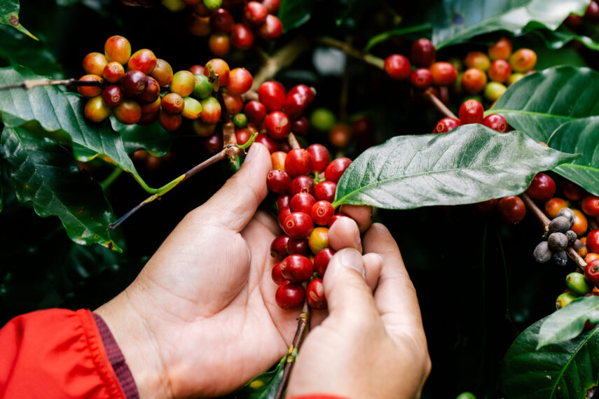 harvesting coffee berries by agriculture. Coffee beans ripening on the tree in North of Thailand